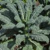Kale Collection | Seeds - Image 5