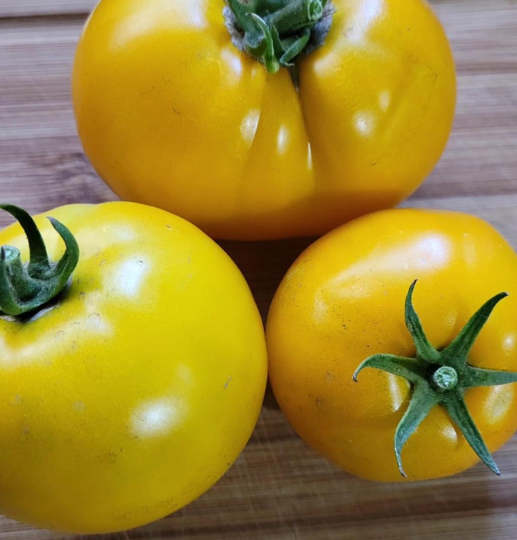 Lemon Boy (F1 Hybrid) Tomato Seeds