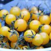 Lemon Drop Tomato Seeds - Image 3