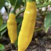 Lemon Drop Pepper Seeds | Hot - Image 2