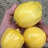 Lemon Squash Seeds - Image 4
