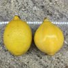 Lemon Squash Seeds - Image 6