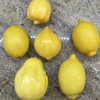 Lemon Squash Seeds - Image 5
