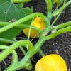 Lemon Squash Seeds - Image 3