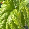 Lettuce Leaf Basil Seeds - Image 2