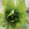 Little Gem Butterhead Lettuce Seeds