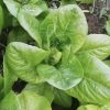 Little Gem Butterhead Lettuce Seeds - Image 2