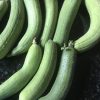 Luffa Gourd Seeds | Heirloom