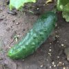 Marketmore 76 Cucumber Seeds | Heirloom - Image 2