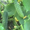 Marketmore 76 Cucumber Seeds | Heirloom