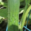 Marketmore 76 Cucumber Seeds | Heirloom - Image 3