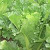 Michihili Chinese Cabbage Seeds | Heirloom