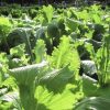 Michihili Chinese Cabbage Seeds | Heirloom - Image 3