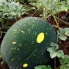 Watermelon Collection | Seeds - Image 4
