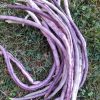 Yard Long Bean Collection | Seeds - Image 6
