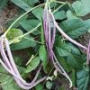 Mosaic Yard Long Bean | Heirloom - Image 2