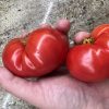 New Big Dwarf Tomato Seeds | Heirloom - Image 2