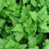 Warm Weather Collection | Seeds - Image 9
