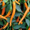 Cayenne Pepper Collection | Hot | Seeds - Image 3