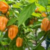 Habanero Pepper Collection | Hot | Seeds - Image 3