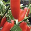 Orange Spice Jalapeno Pepper Seeds | Hot