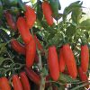 Orange Spice Jalapeno Pepper Seeds | Hot - Image 2