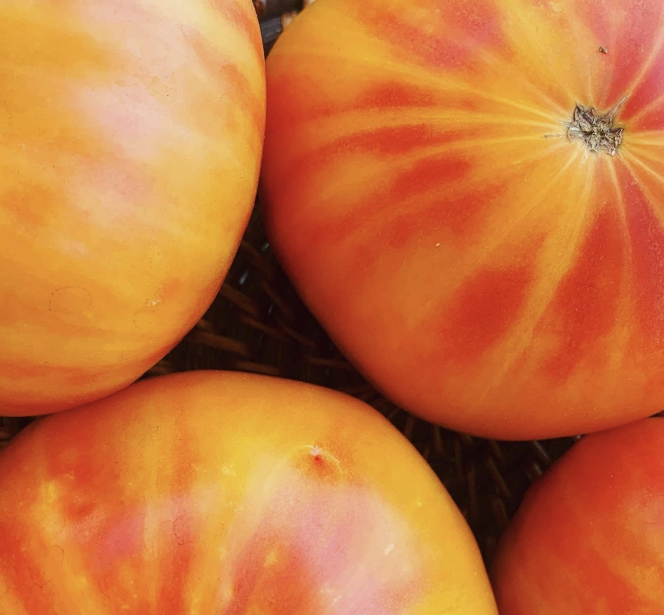 (Indeterminate/85 days) Pineapple Tomato is a delicious and beautiful heirloom variety! The origin of this variety is a mystery, but it's definitely one of most popular beefsteaks. It produces fruit that weigh up to 2 pounds and are golden yellow with red streaking and with a sweet, fruity, and tropical flavor profile! Pineapple Tomato should earn a spot in your garden every year! Common Name - Tomato Botanical Name - Solanum Lycopersicum Heirloom Status (lineage established at least 50 years ago) - Heirloom Tomato Open-Pollinated Status - Open-Pollinated Organic Status - Organic Growth Habit - Indeterminate Days to Maturity - 70-78 Days Days to Germinate - 6-14 Days Fruit Color - Red/ Orange Tomato Fruit Size - Large/ Beefsteak Tomato Soil Depth - ¼ Inch Soil Temperature - 75-85 Degrees Plant Spacing - 36-48 inches Row Spacing - 4-5 Feet Preferences - Full Sun, Moist Well Drained Soil 1/8 Oz = Approximately 930-1,250 Tomato Seeds 1/4 Oz = Approximately 1,875-2,500 Tomato Seeds 1/2 Oz = Approximately 3,750-5,000 Tomato Seeds 1 Oz = Approximately 7,500-10,000 Tomato Seeds Planting Instructions - Start tomato seeds indoors 6-8 weeks before last frost date. Do not plant out until 2 weeks after last frost. Tomato seeds require high soil temperatures for good germination rates. We highly recommend heat mats to ensure and speed up germination. Pot up to 3–4 inch pots when first true leaves develop (not cotyledon leaves). Harden off plants for 1-2 weeks in full sun before transplanting them outside (after last frost). Make sure to give tomato plants a lot of space for vigorous root and foliage growth.