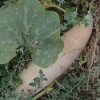 Pink Banana (Winter) Squash Seeds | Heirloom - Image 2
