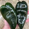 Poblano Pepper Seeds | Hot | Heirloom - Image 5