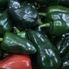 Poblano Pepper Seeds | Hot | Heirloom - Image 4