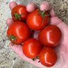 Polish Dwarf Tomato Seeds | Heirloom - Image 2