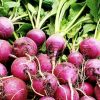 Rainbow Radish Collection | Seeds - Image 7
