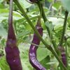 Purple Cayenne Pepper Seeds | Hot - Image 2