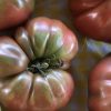 Purple Cherokee Tomato Seeds | Heirloom