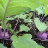 Purple Vienna Kohlrabi Seeds | Heirloom - Image 2