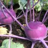 Purple Vienna Kohlrabi Seeds | Heirloom - Image 3