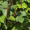 Purple (Mart Tsu In) Yard Long Bean Seeds | Heirloom - Image 2