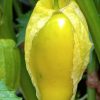 Queen Of Malinalco Tomatillo Seeds | Heirloom - Image 2