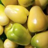 Queen Of Malinalco Tomatillo Seeds | Heirloom - Image 3