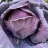 Red Acre Cabbage Seeds | Heirloom
