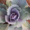 Red Acre Cabbage Seeds | Heirloom - Image 2