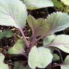Red Acre Cabbage Seeds | Heirloom - Image 3