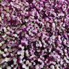 Red Acre Cabbage Seeds | Heirloom - Image 4