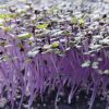 Red Acre Cabbage Seeds | Heirloom - Image 5