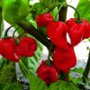 Habanero Pepper Collection | Hot | Seeds - Image 6