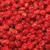 Red Habanero Pepper Seeds | Heirloom | Hot