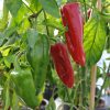 Sweet Pepper Collection | Seeds - Image 9