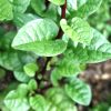 Red Malabar Spinach Seeds | Heirloom - Image 3