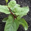 Red Malabar Spinach Seeds | Heirloom - Image 2