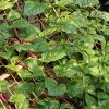 Red Malabar Spinach Seeds | Heirloom - Image 6